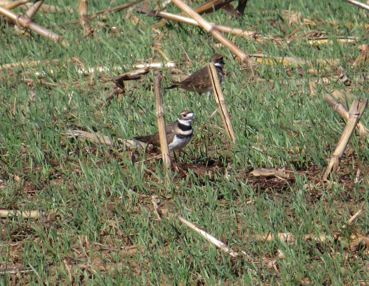 Killdeer - ML643607613