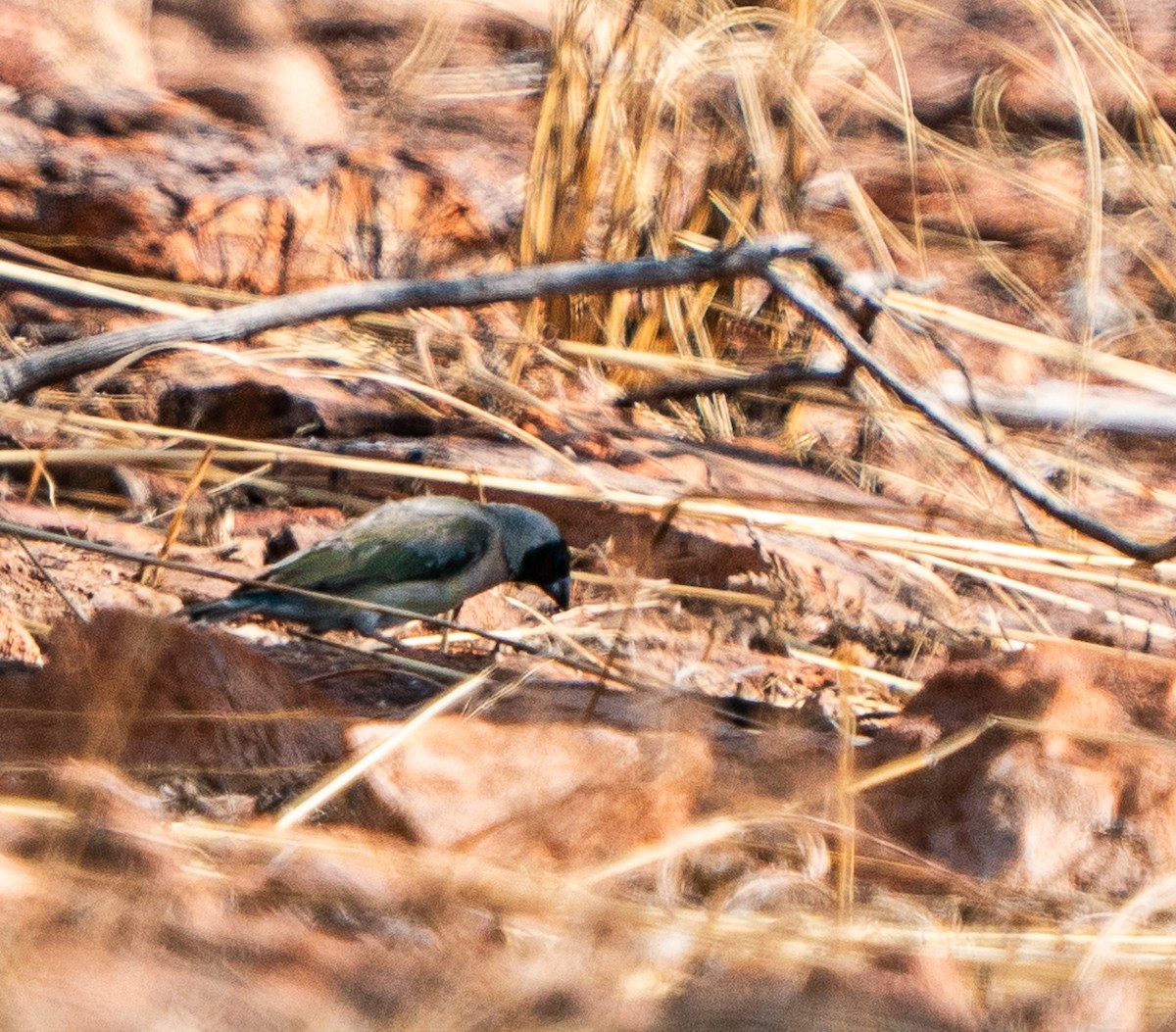コキンチョウ - ML643607650