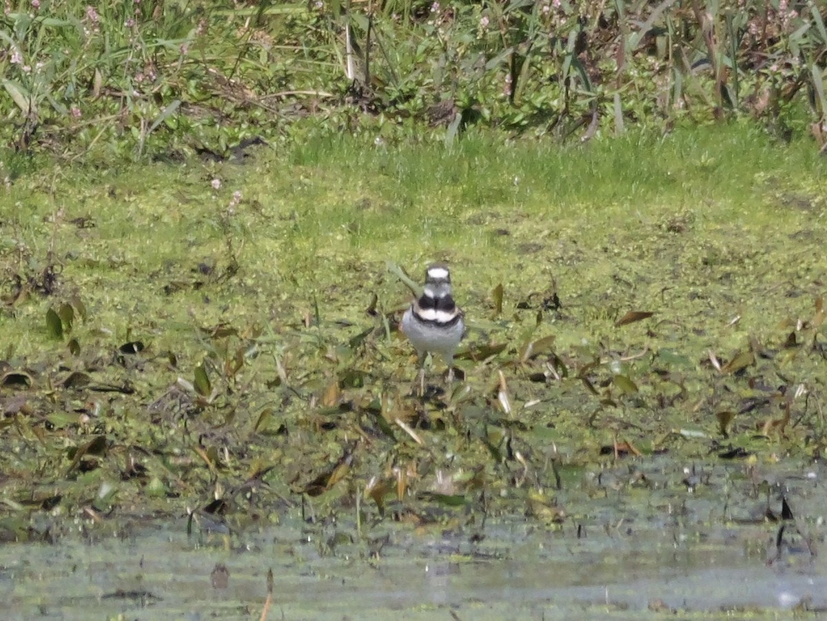 Killdeer - ML643607653