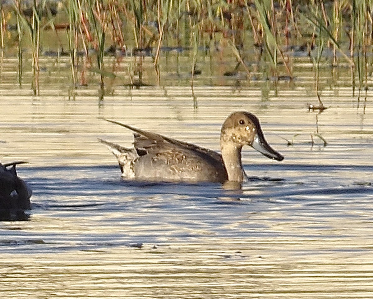 ostralka štíhlá - ML643607659