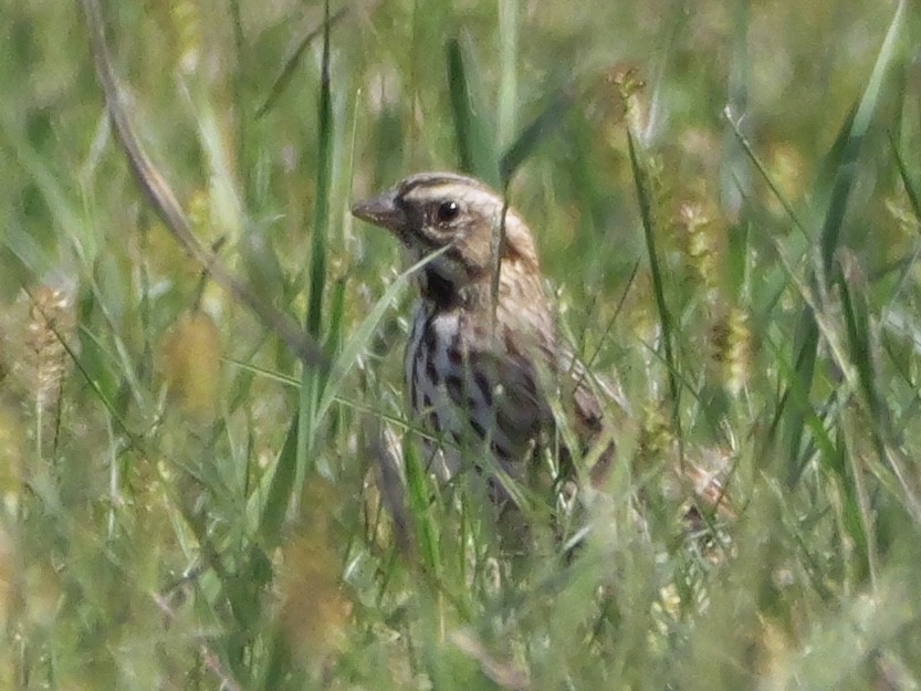 Bruant des prés - ML643607685