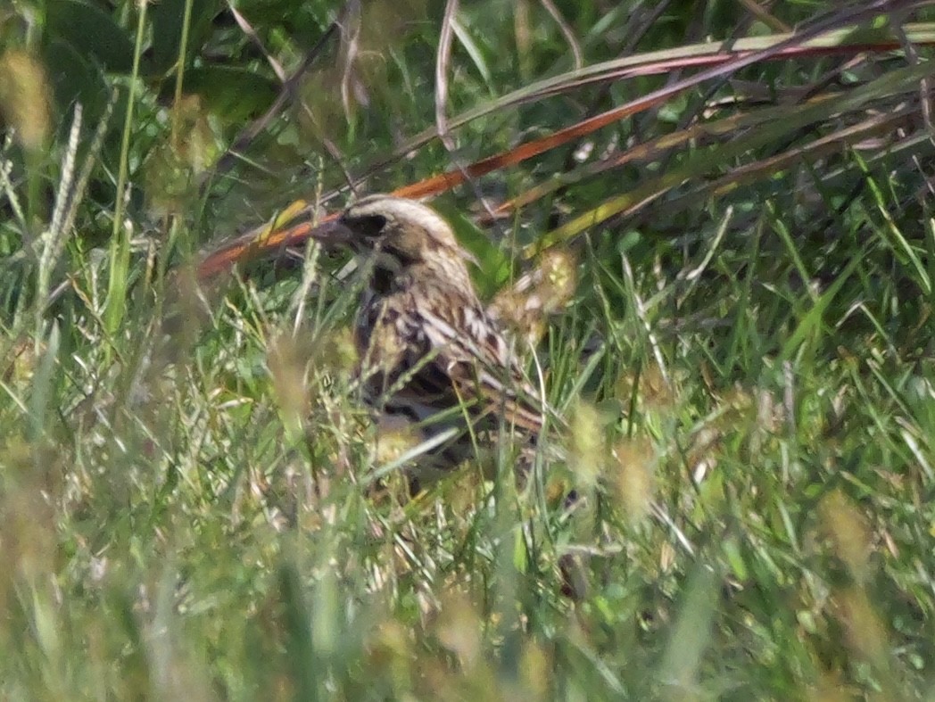 Bruant des prés - ML643607686