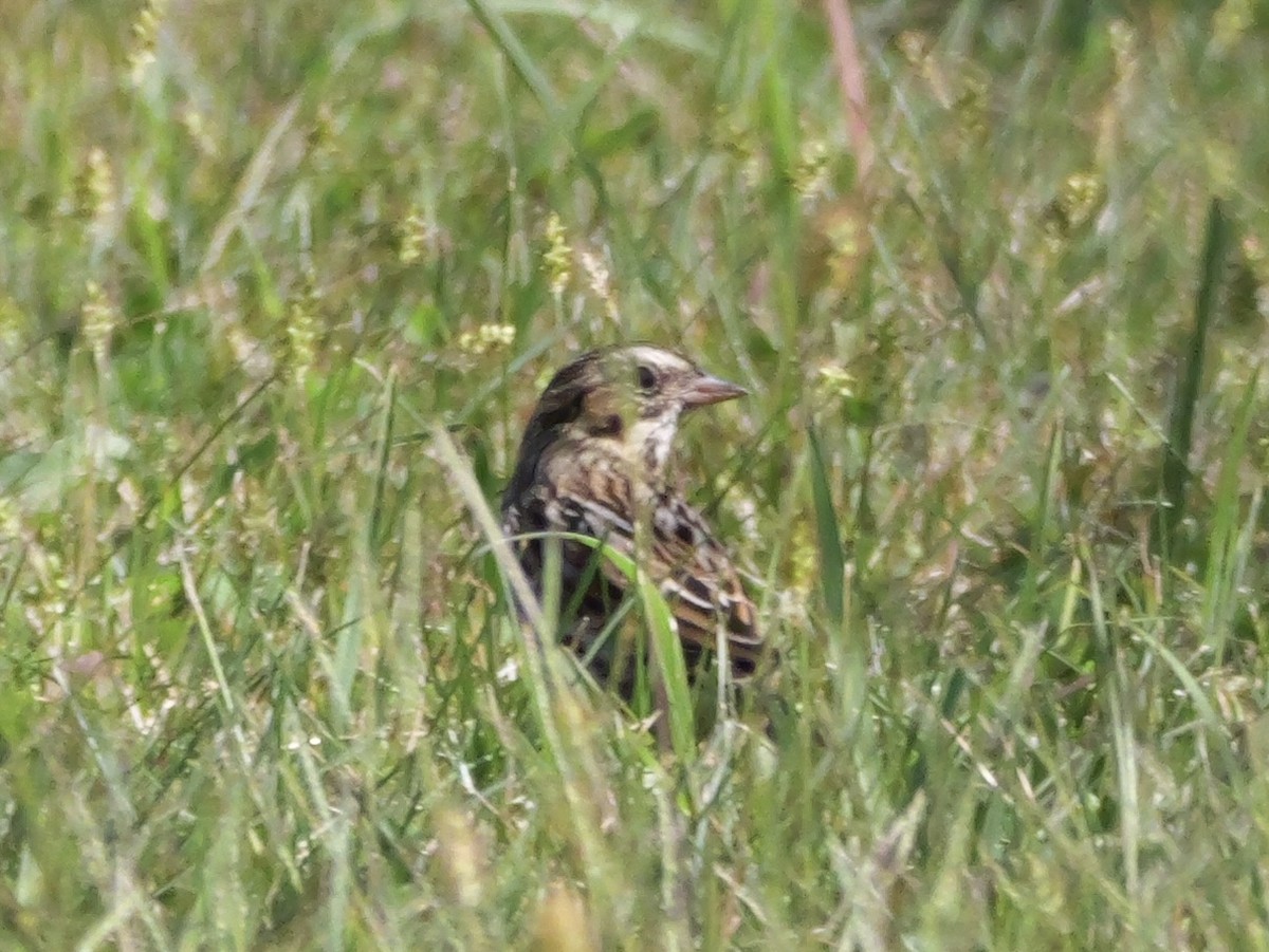Bruant des prés - ML643607687