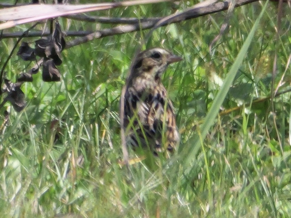 Bruant des prés - ML643607688