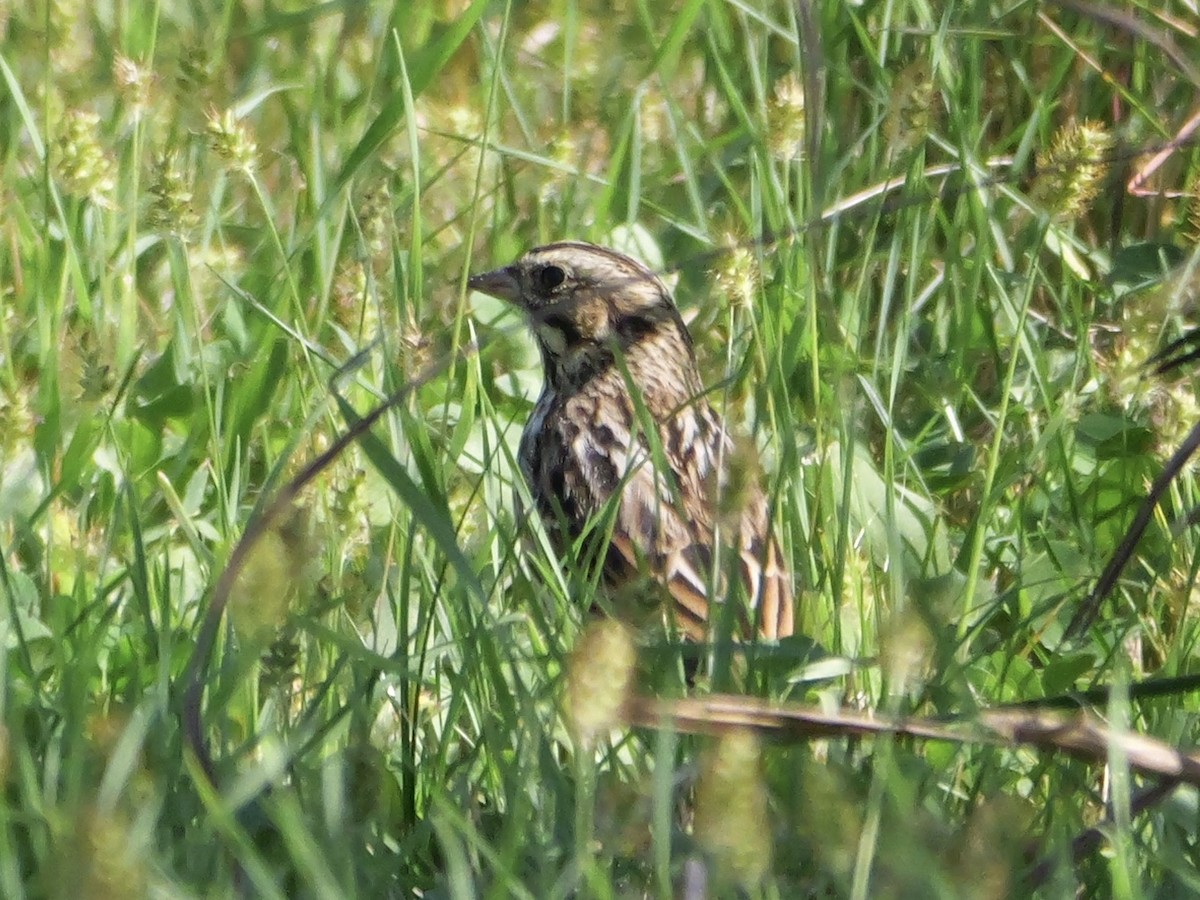 Bruant des prés - ML643607694