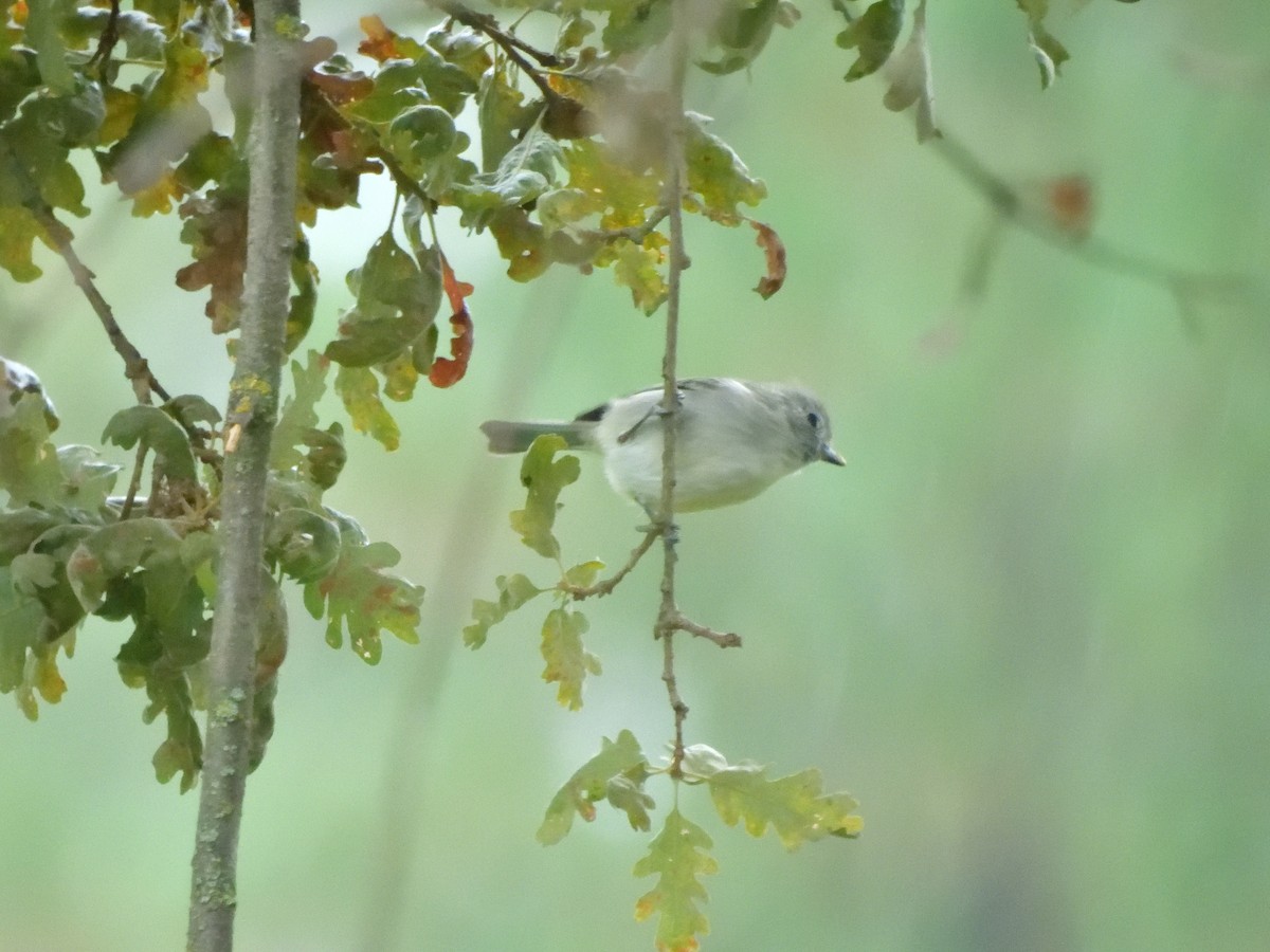 Mésange unicolore - ML643607704
