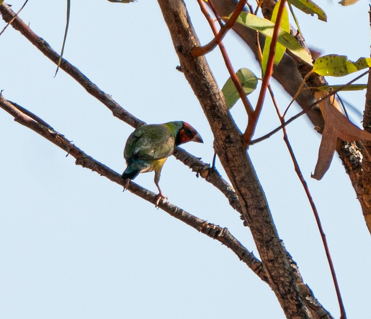 Diamant de Gould - ML643607710