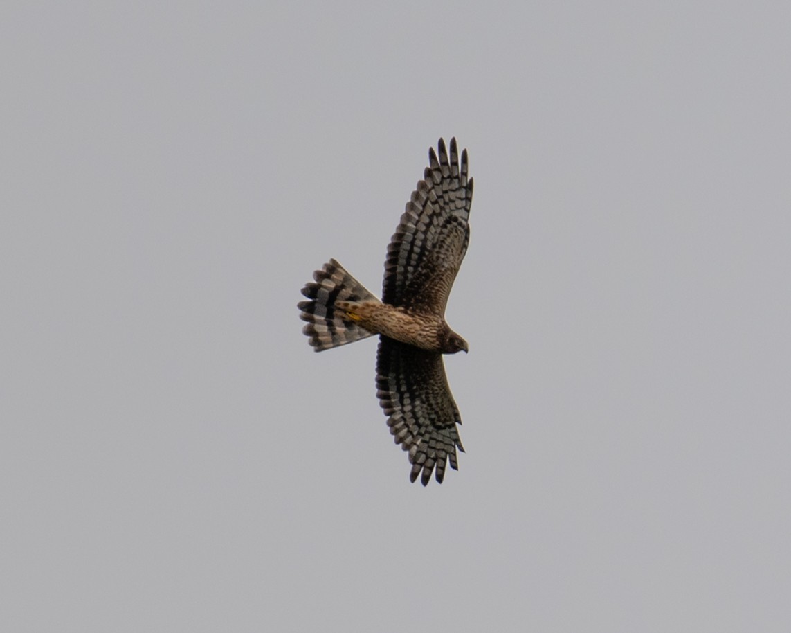 mørkmyrhauk - ML643607726