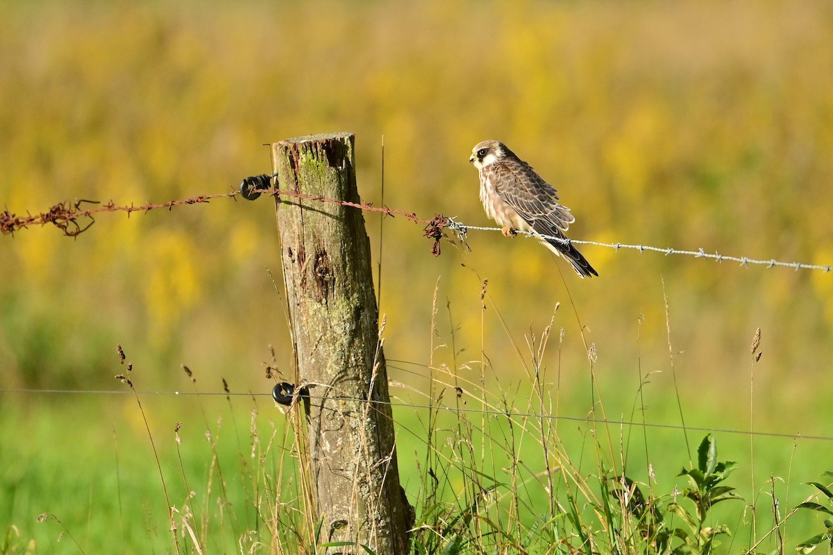 Red-footed Falcon - ML643607741