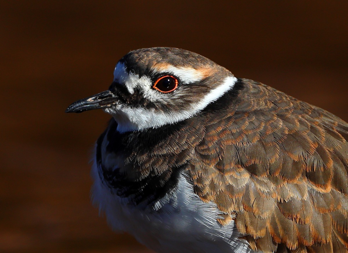 Killdeer - ML643607762