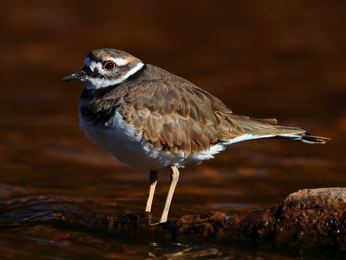 Killdeer - ML643607763