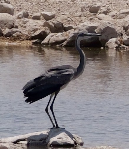 Black-headed Heron - ML643607783