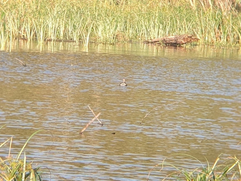 Least Grebe - ML643607791