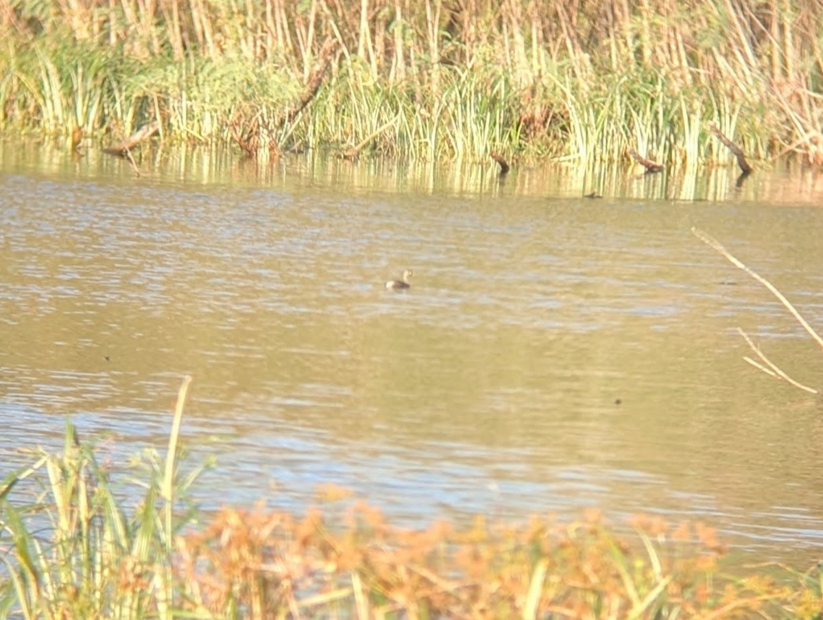 Least Grebe - ML643607792