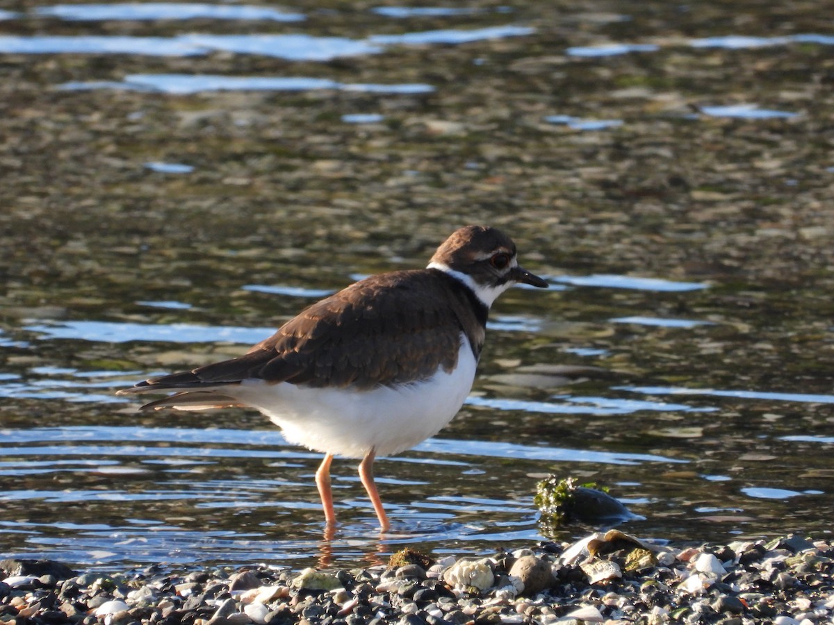 Killdeer - ML643607798