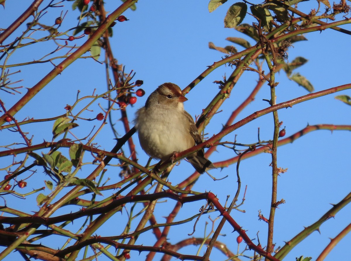 White-crowned Sparrow (Dark-lored) - ML643607818