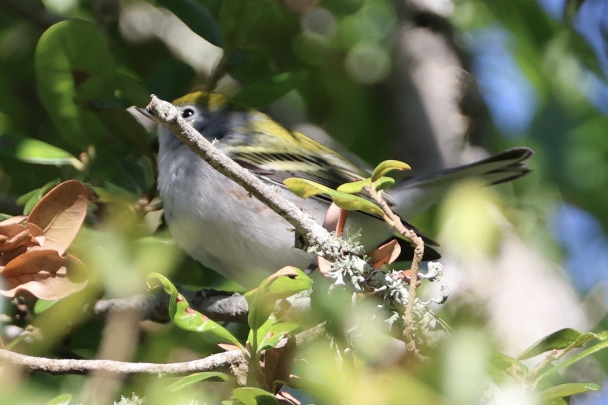 Chestnut-sided Warbler - ML643607819