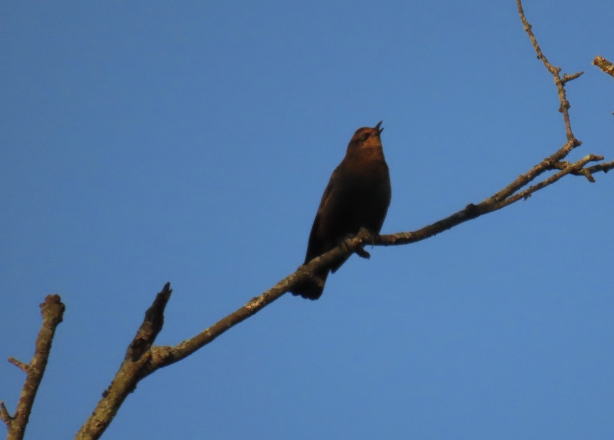 Rusty Blackbird - ML643607836