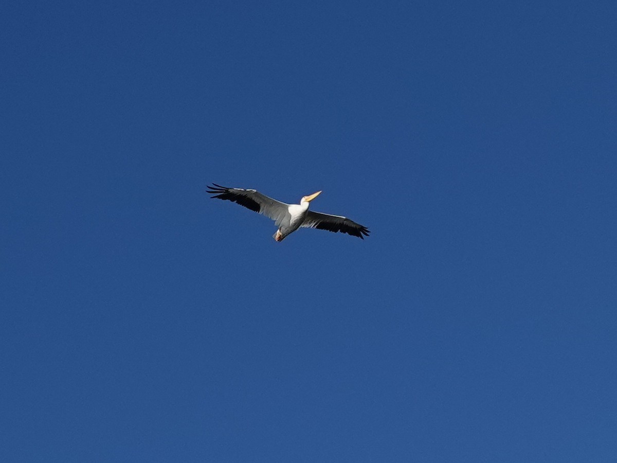 American White Pelican - ML643607860