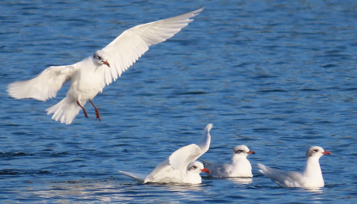 Mediterranean Gull - ML643607871
