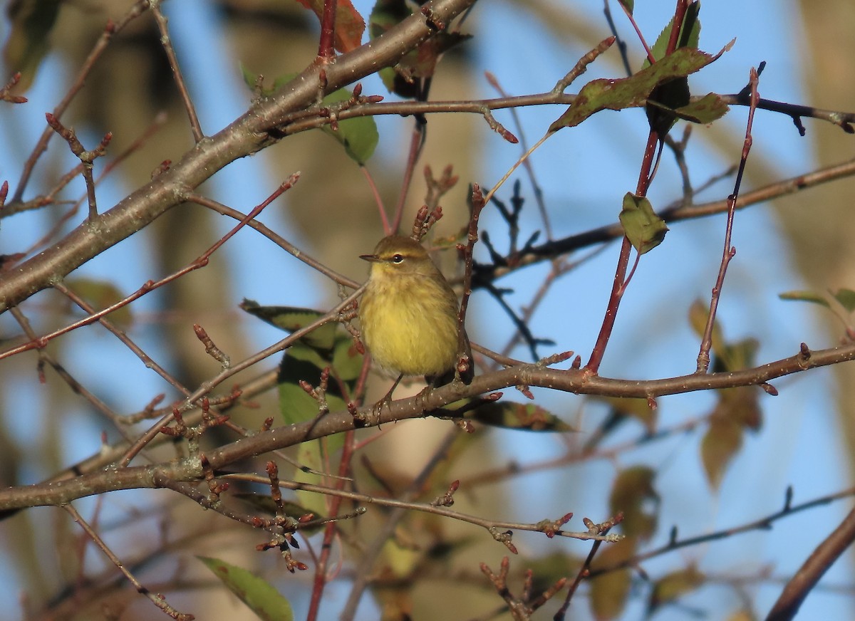 Palm Warbler (Yellow) - ML643607873