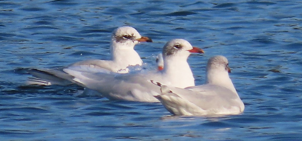 Mediterranean Gull - ML643607875