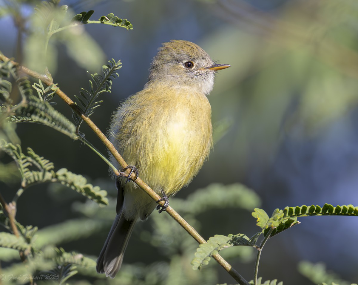 Dusky Flycatcher - ML643607891