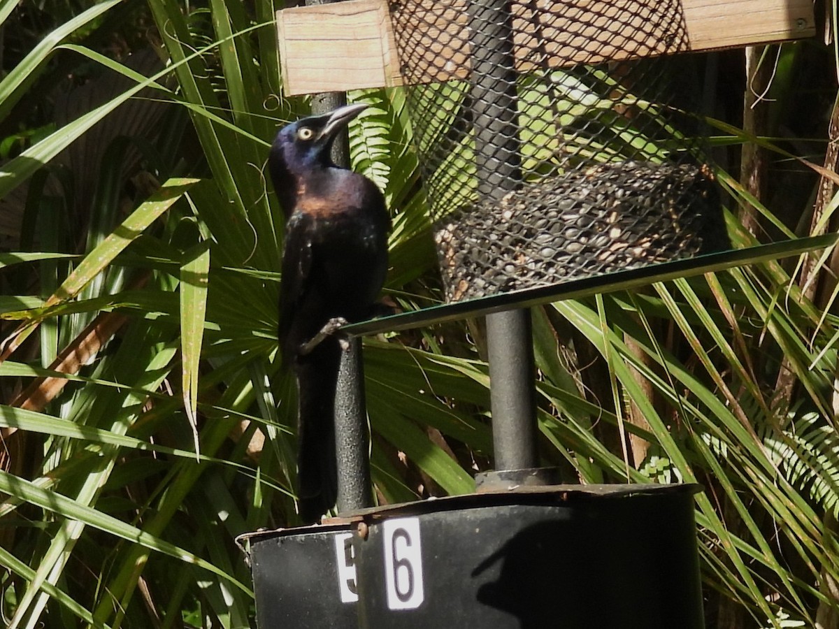 Common Grackle - ML643607903