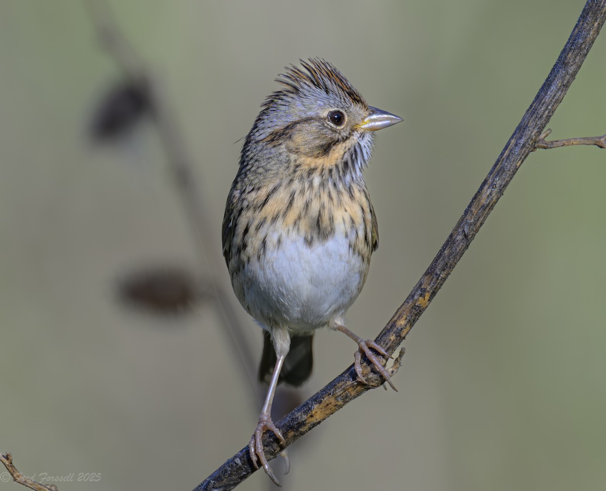 Lincoln's Sparrow - ML643607907