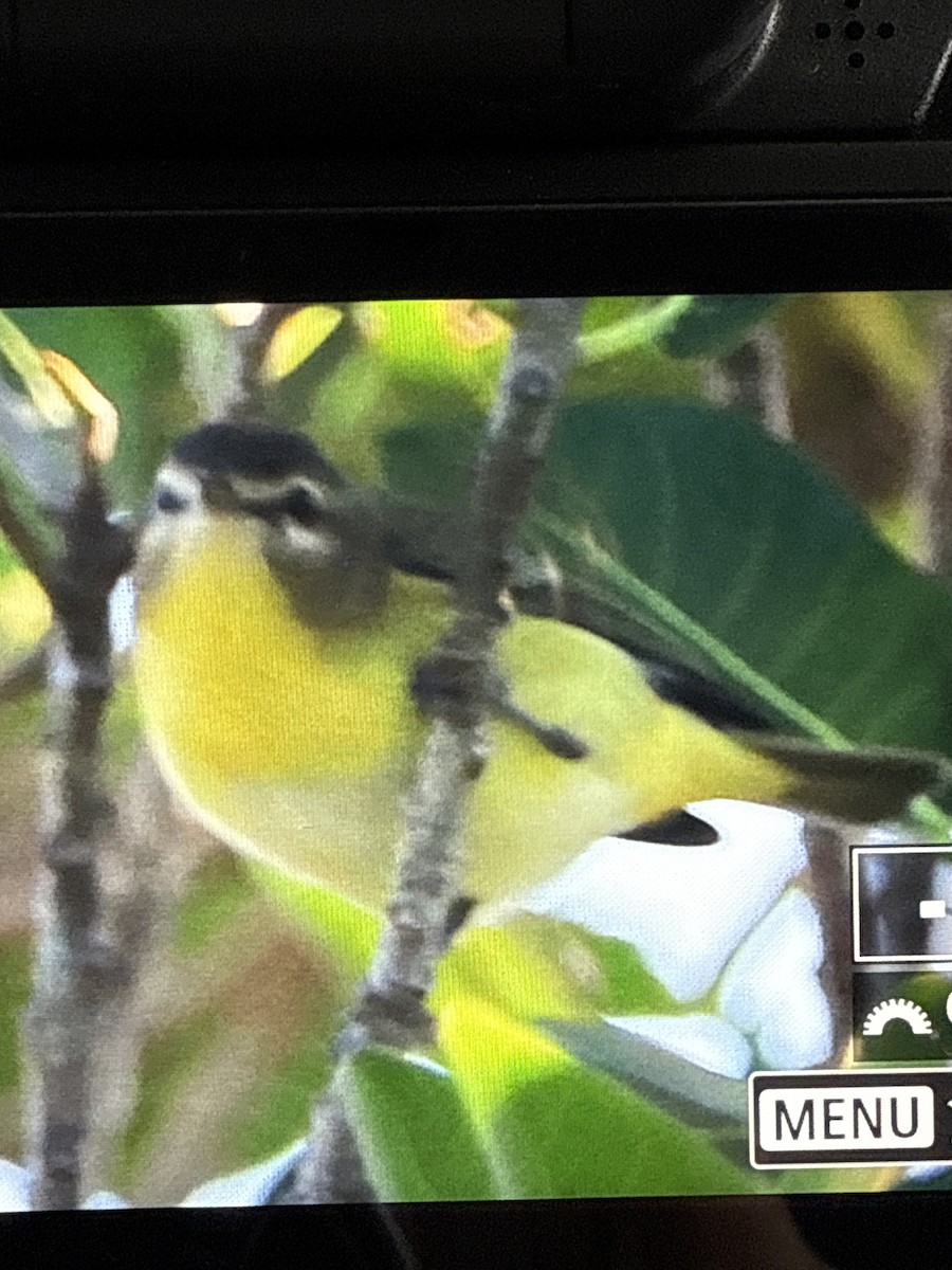 Philadelphia Vireo - ML643607918