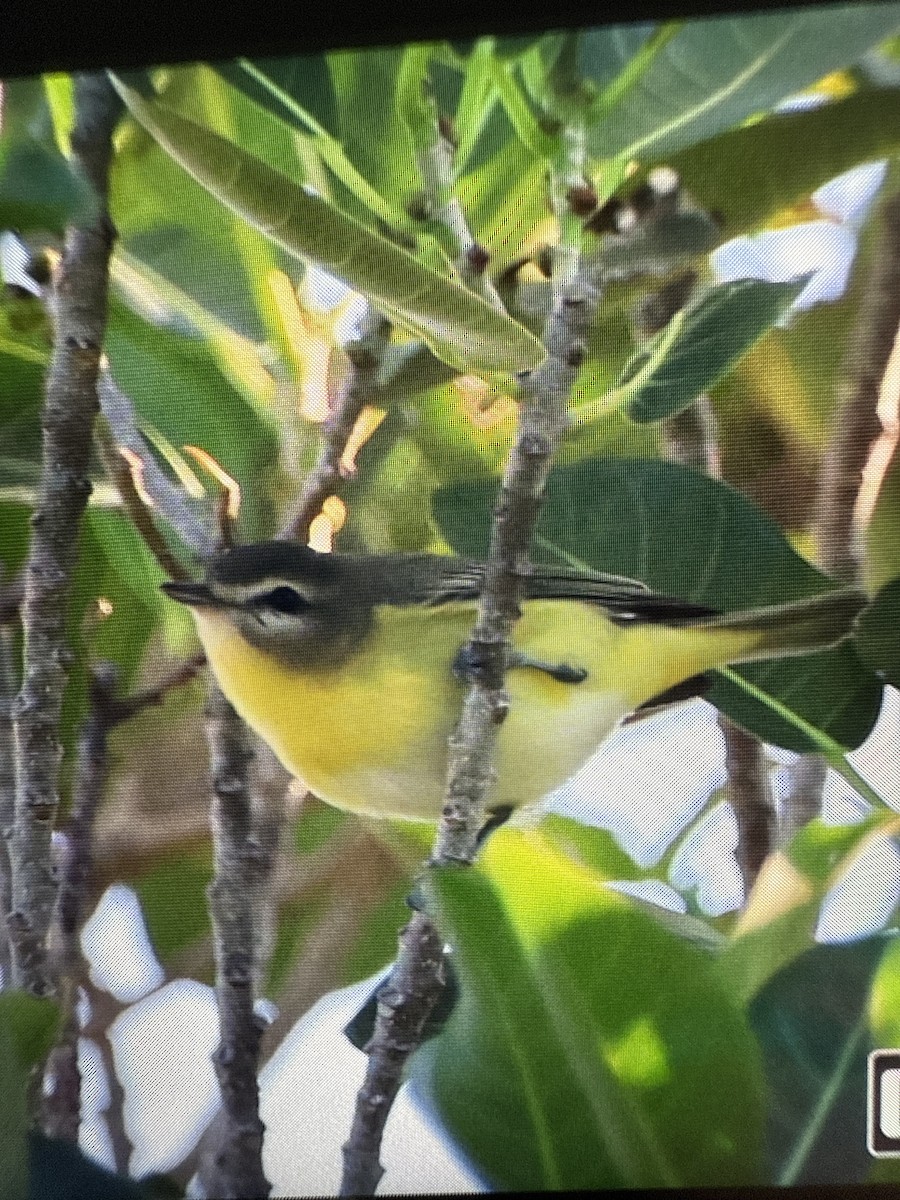 Philadelphia Vireo - ML643607919