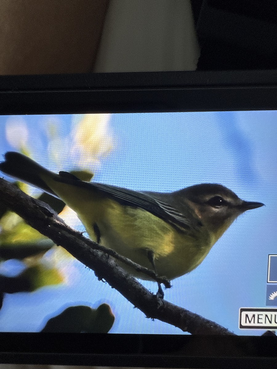 Philadelphia Vireo - ML643607921