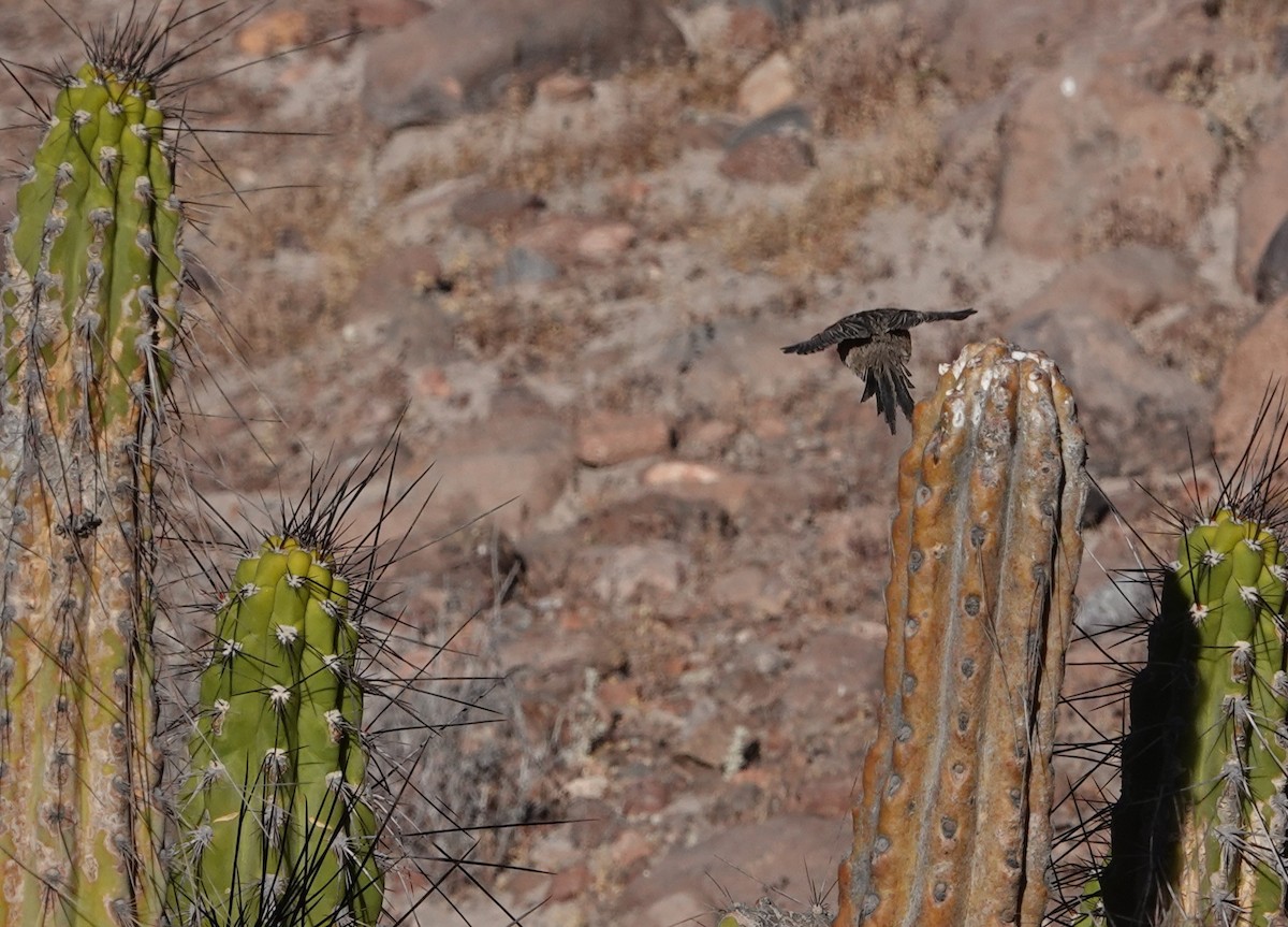 Tijeral Listado - ML643607982