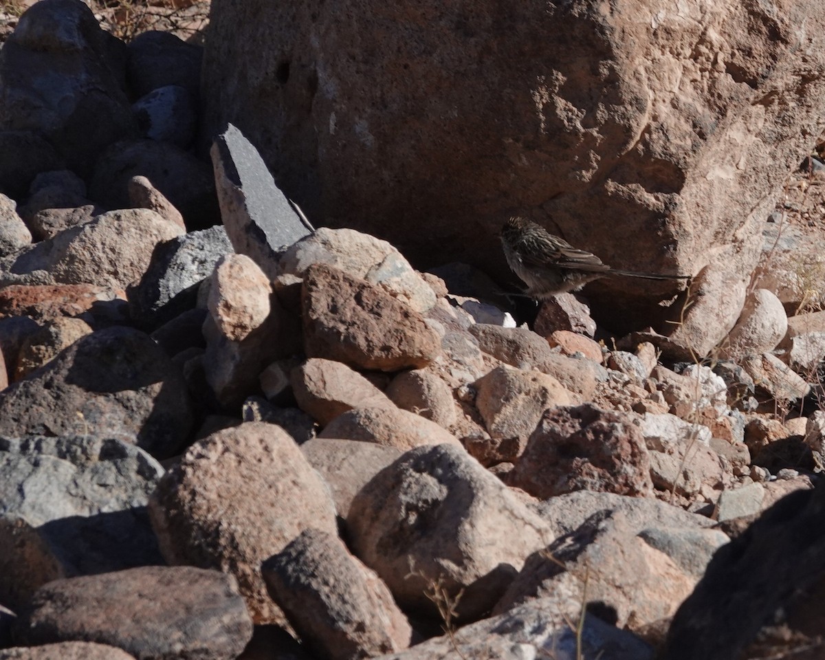 Tijeral Listado - ML643607983