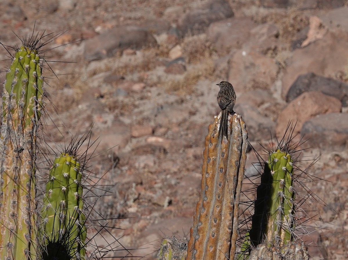 Tijeral Listado - ML643607984