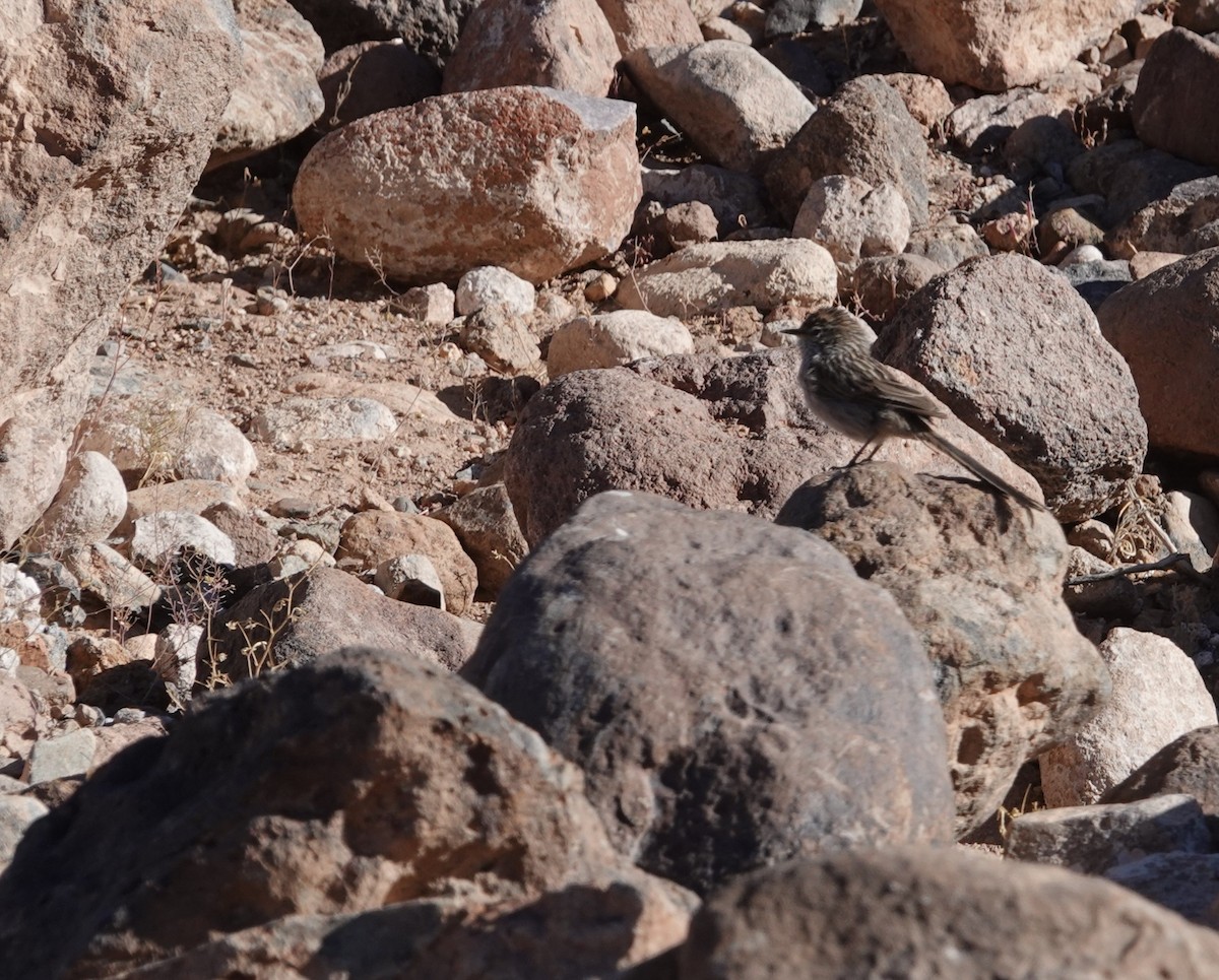 Tijeral Listado - ML643607985