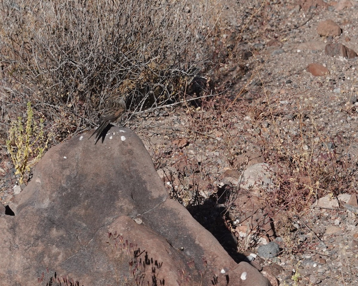 Tijeral Listado - ML643607986