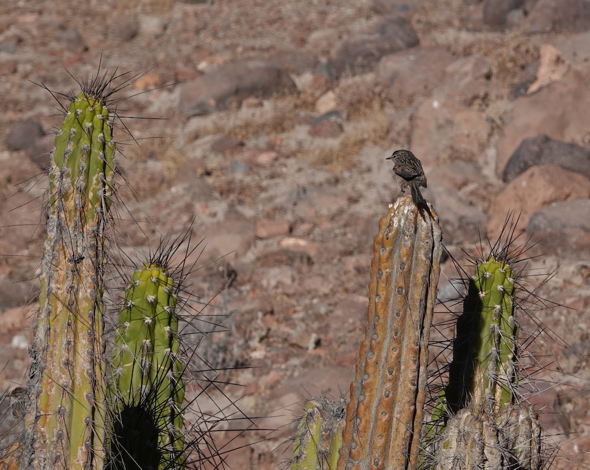 Tijeral Listado - ML643607987