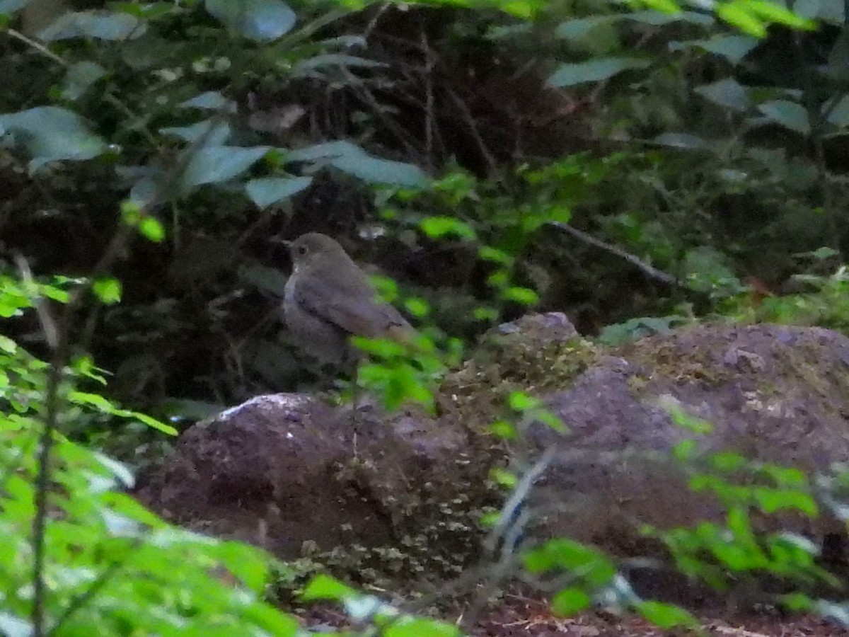 Hermit Thrush - ML643608006
