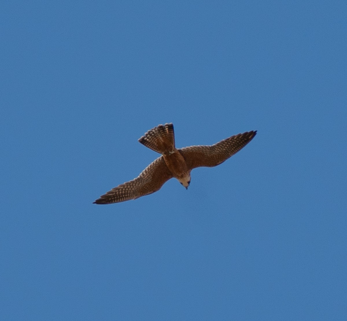 Australian Hobby - ML643608011