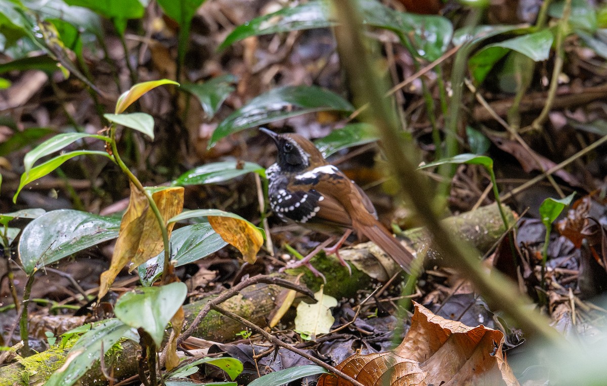 Squamate Antbird - ML643608025