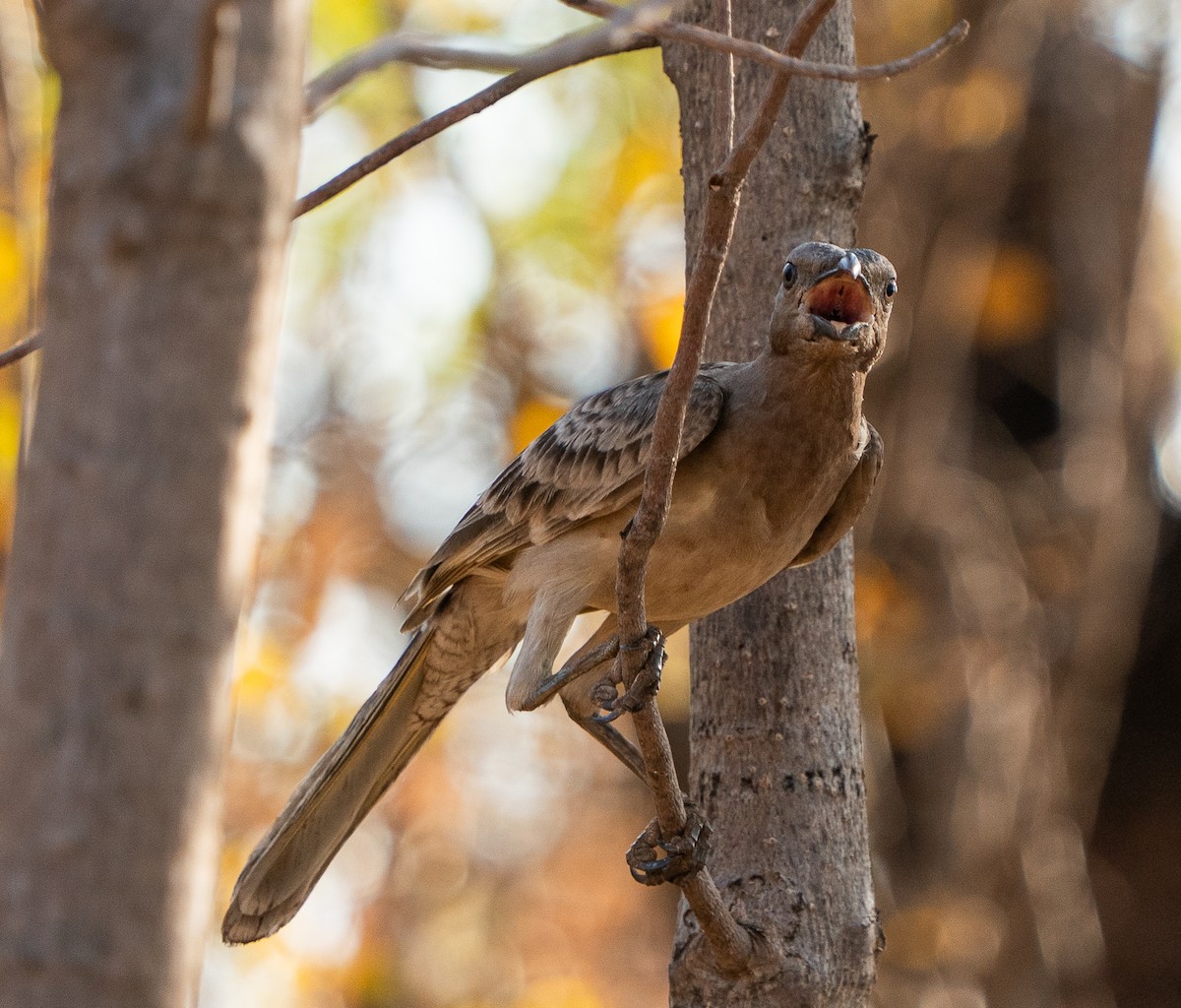 Great Bowerbird - ML643608072