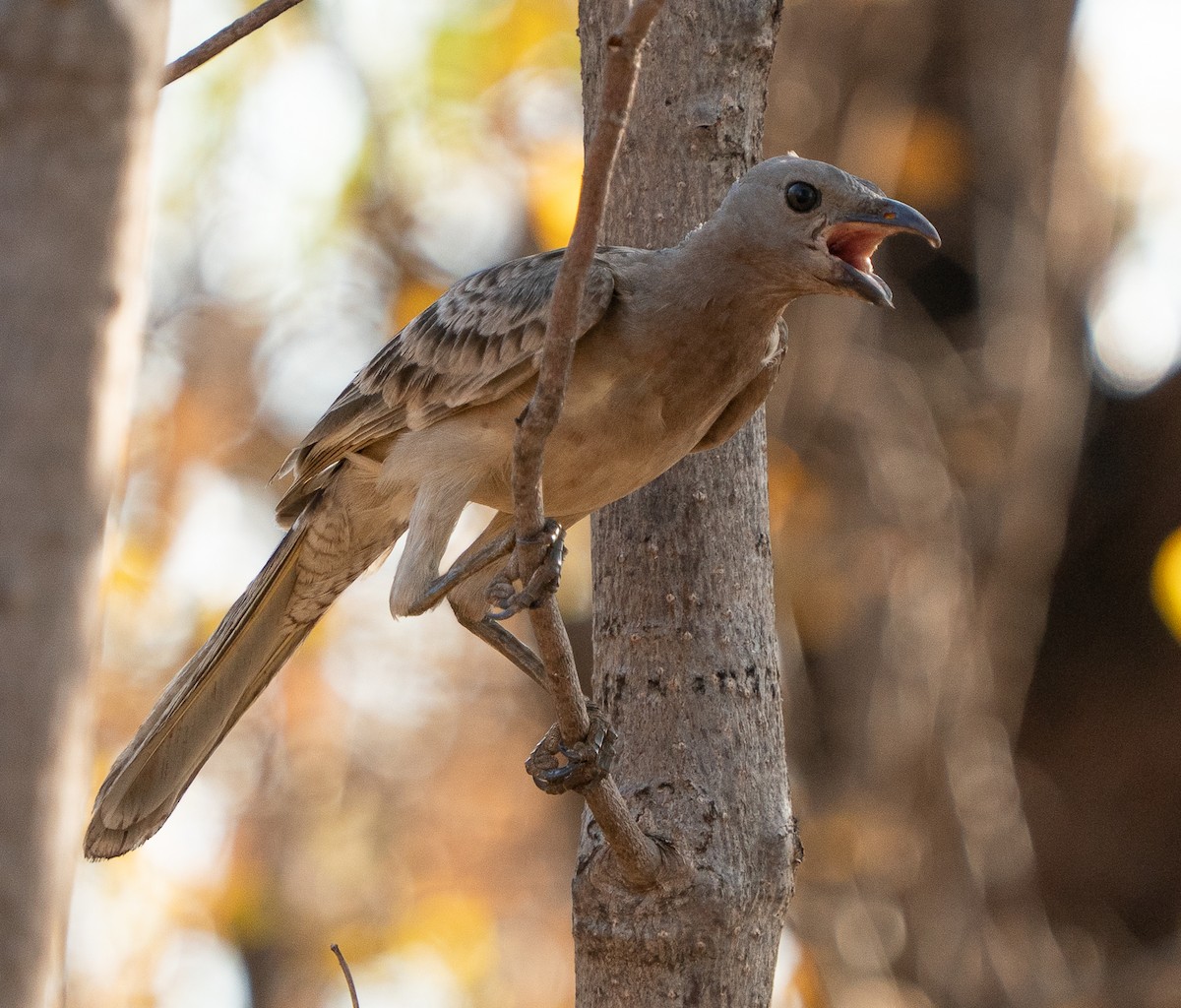 Great Bowerbird - ML643608073