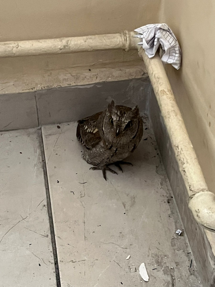 Ердийн орволго - ML643608078