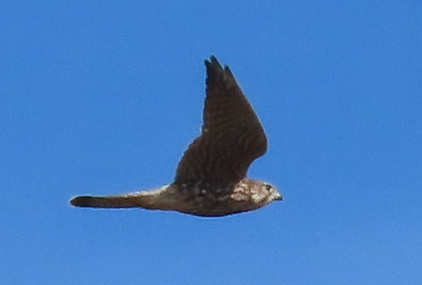 dvergfalk - ML643608079