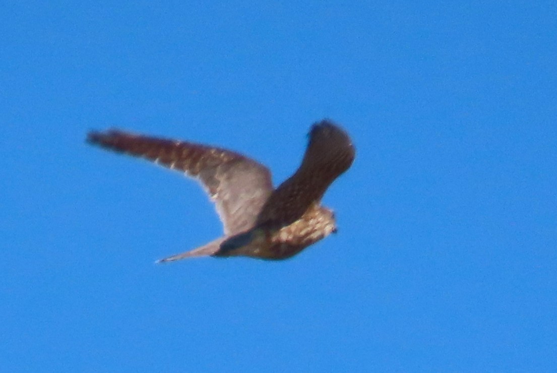 dvergfalk - ML643608087