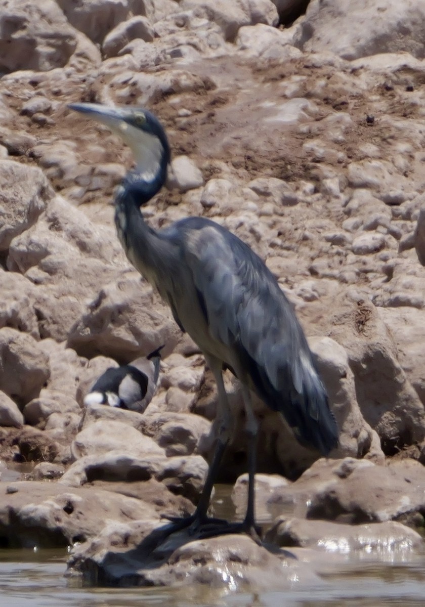 Black-headed Heron - ML643608123