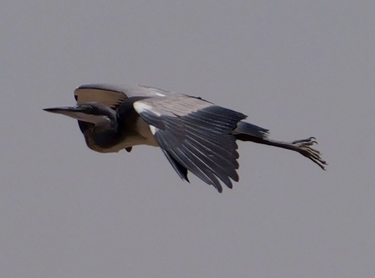 Black-headed Heron - ML643608124