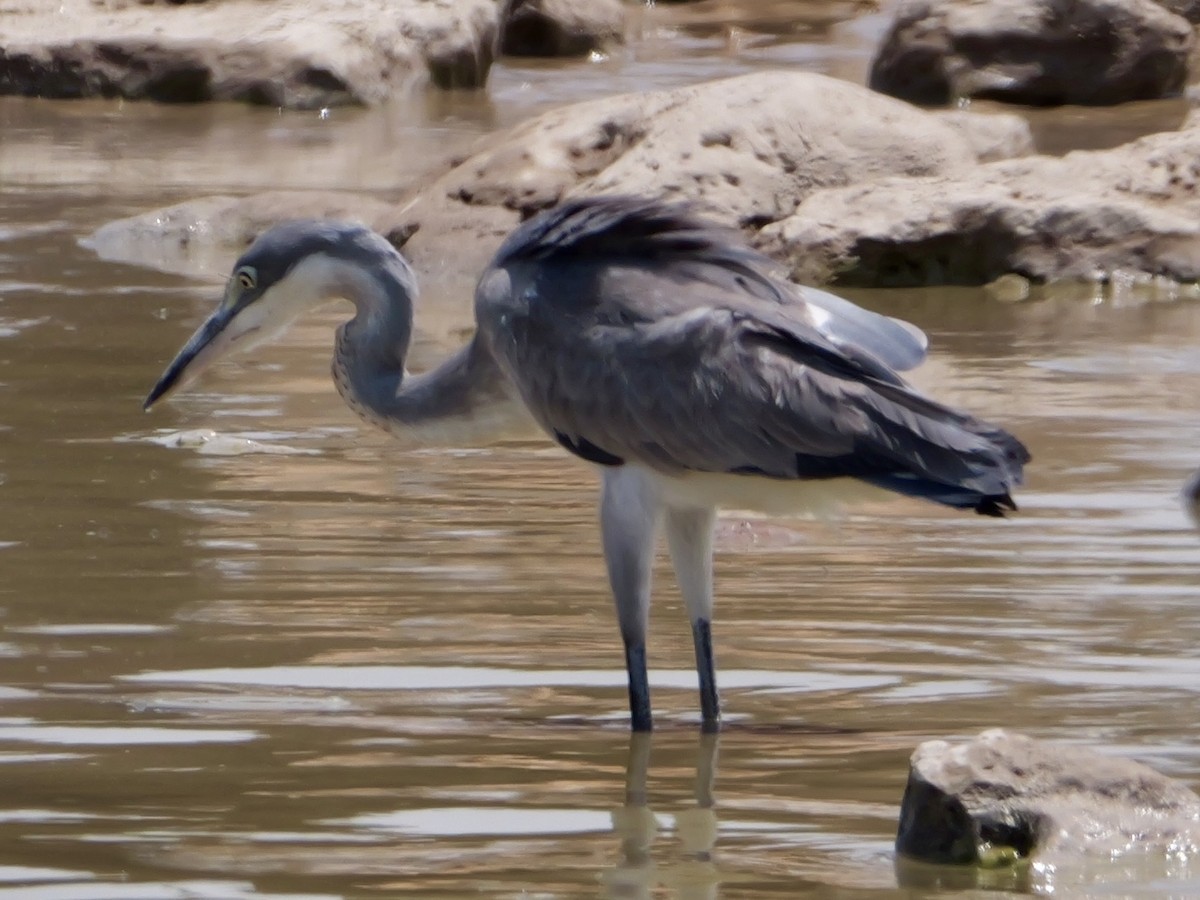 Black-headed Heron - ML643608126