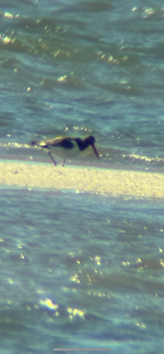 American Oystercatcher - ML643608140